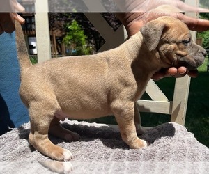 American Bully Puppy for Sale in KANSAS CITY, Missouri USA