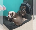 Small #4 American Pit Bull Terrier Mix