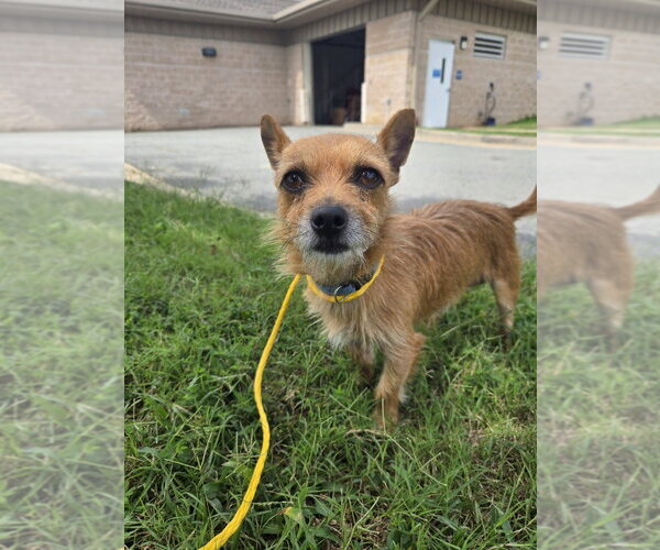 Medium Photo #1 Mutt Puppy For Sale in Glen Allen, VA, USA
