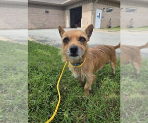 Mutt Dogs for adoption in Glen Allen, VA, USA