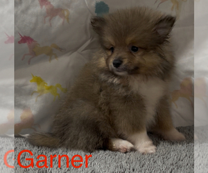 Pomeranian Puppy for sale in AZLE, TX, USA