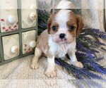 Small #6 ShihPoo