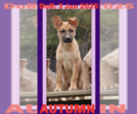 Small #16 German Shepherd Dog Mix