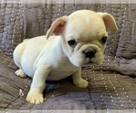 Small Photo #15 French Bulldog Puppy For Sale in ATL, GA, USA