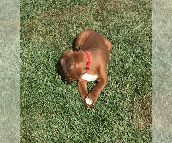 Medium Photo #9 Boxer Puppy For Sale in APPLE CREEK, OH, USA