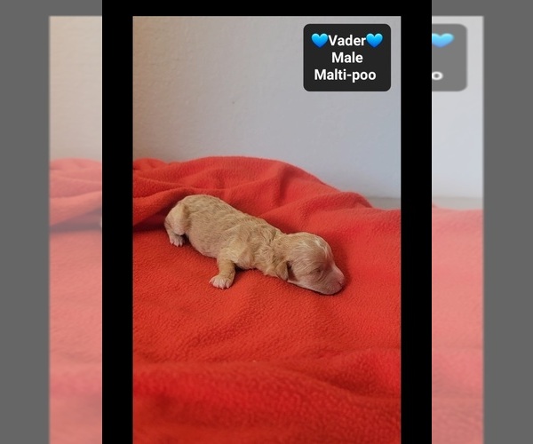 Medium Photo #3 Maltipoo (Toy) Puppy For Sale in TUCSON, AZ, USA