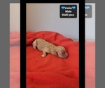 Small #2 Maltipoo (Toy)