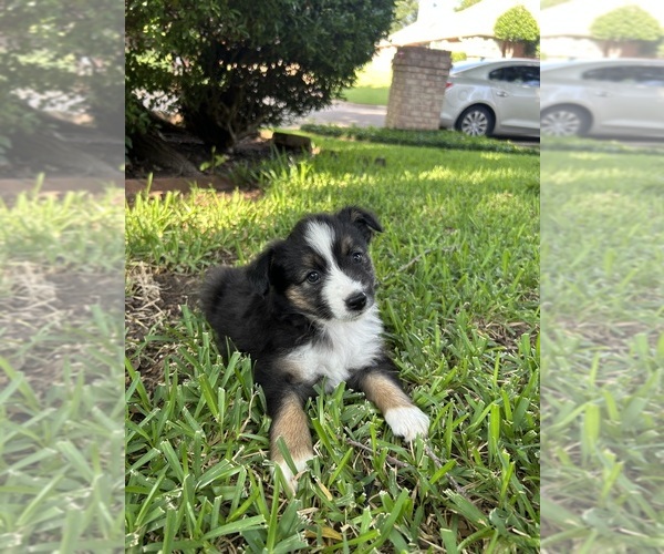 Medium Photo #1 Miniature Australian Shepherd Puppy For Sale in NORTH RICHLAND HILLS, TX, USA