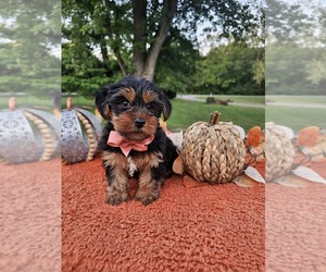 Yorkshire Terrier Puppy for sale in INDIANAPOLIS, IN, USA