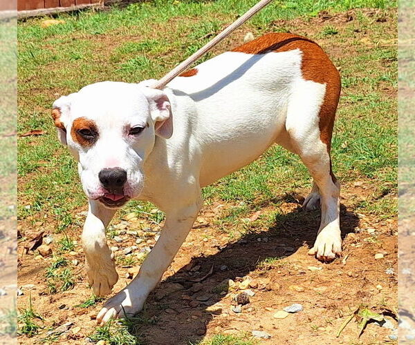 Medium Photo #4 American Pit Bull Terrier-Unknown Mix Puppy For Sale in Wetumpka, AL, USA
