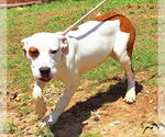 Small #3 American Pit Bull Terrier Mix