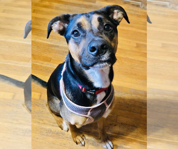 Medium Photo #17 Shepweiller Puppy For Sale in Princeton, MN, USA