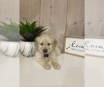 Puppy Purple Golden Retriever