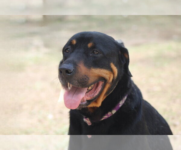 Medium Photo #14 Rottweiler Puppy For Sale in White Hall, AR, USA