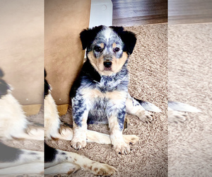 Texas Heeler Puppy for Sale in DE SOTO, Missouri USA