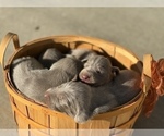 Small Photo #32 Weimaraner Puppy For Sale in WILLOWS, CA, USA
