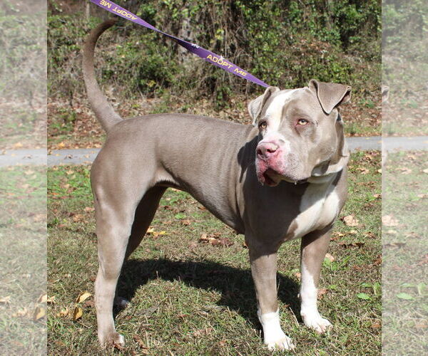 Medium Photo #4 Mutt Puppy For Sale in Prattville, AL, USA