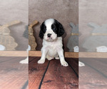 Image preview for Ad Listing. Nickname: Carter