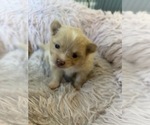 Small Photo #6 Pomeranian Puppy For Sale in FAIRFIELD, CA, USA