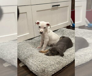Piglet - Male Mutt Dog for Adoption - Photo #2