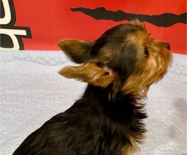 Medium Photo #7 Yorkshire Terrier Puppy For Sale in MADEIRA BEACH, FL, USA