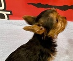 Small #6 Yorkshire Terrier