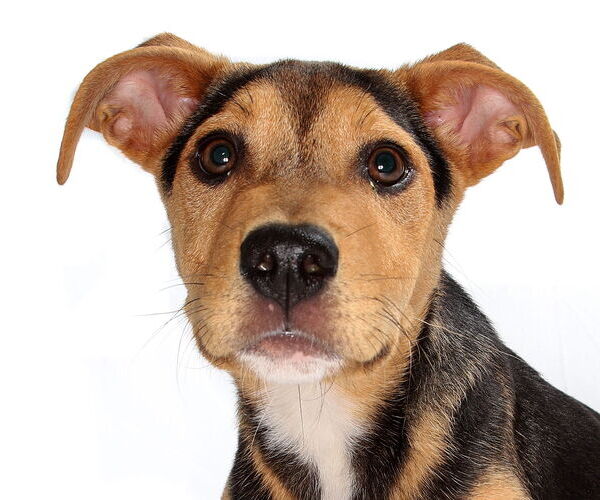 Medium Photo #1 Beagle-Unknown Mix Puppy For Sale in Oakland Park, FL, USA