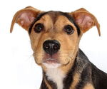 Small Beagle Mix