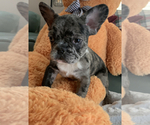 Small Photo #5 French Bulldog Puppy For Sale in HIGHLAND MILLS, NY, USA
