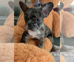 Small #4 French Bulldog