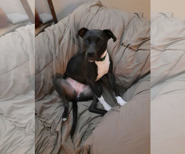 Medium Photo #3 Mutt Puppy For Sale in Fort Collins, CO, USA