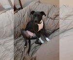 Small #2 Mutt