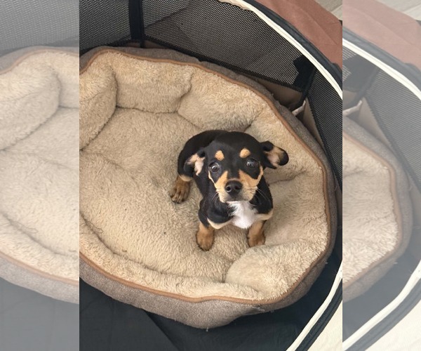 Medium Photo #1 Chiweenie Puppy For Sale in Lake Elsinore, CA, USA
