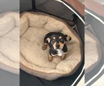 Small Chiweenie