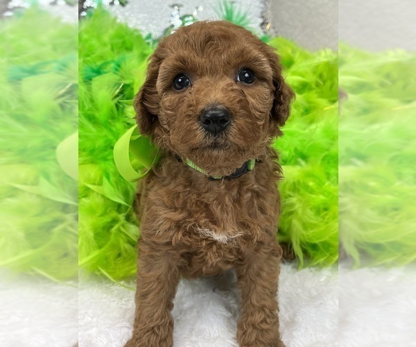 Medium Photo #2 Goldendoodle (Miniature) Puppy For Sale in BULLARD, TX, USA