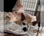 Small #9 Chihuahua