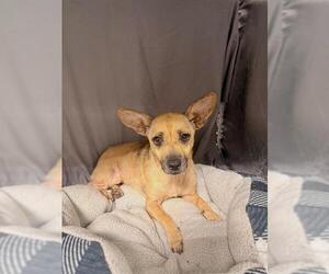 Chiweenie Dogs for adoption in Grovetown, GA, USA