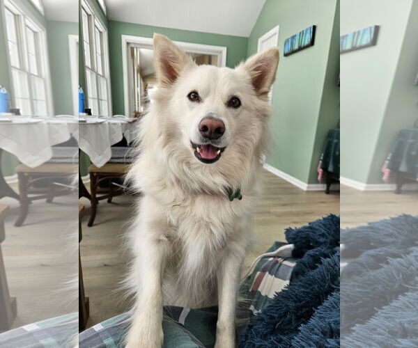 Medium Photo #3 American Eskimo Dog Puppy For Sale in Pikesville, MD, USA