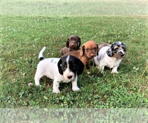 Dachshund Puppy for sale in ROWLEY, MA, USA