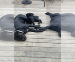 Small Photo #17 Cane Corso Puppy For Sale in FULTONVILLE, NY, USA