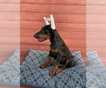 Small Photo #4 Doberman Pinscher Puppy For Sale in FREDERICKTOWN, MO, USA