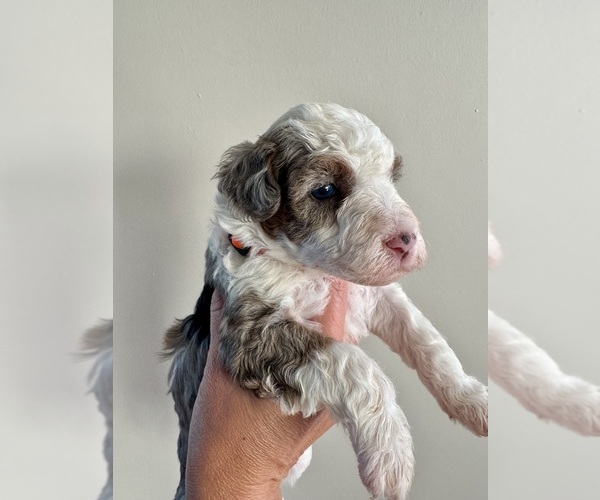 Medium Photo #6 Aussiedoodle Miniature  Puppy For Sale in ROCK HILL, SC, USA