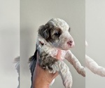 Small #5 Aussiedoodle Miniature 