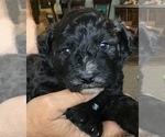 Puppy 2 Aussiedoodle-Miniature Australian Shepherd Mix