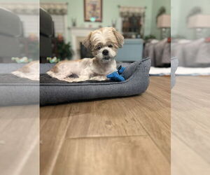 Shih Tzu Dogs for adoption in Middlesex, NC, USA