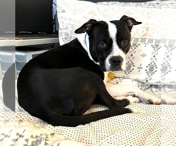 Medium Photo #7 Mutt Puppy For Sale in Rockville, MD, USA