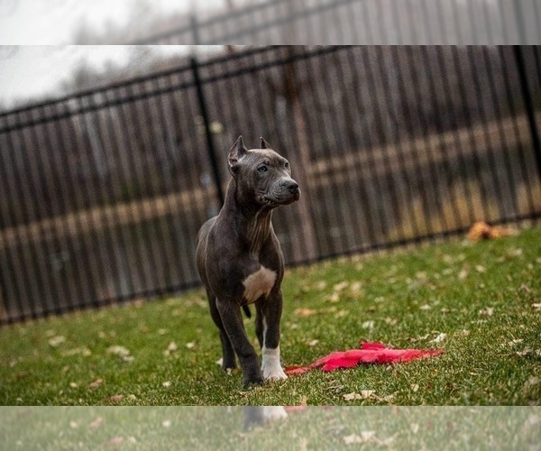 Medium Photo #4 American Bully Puppy For Sale in COON RAPIDS, MN, USA