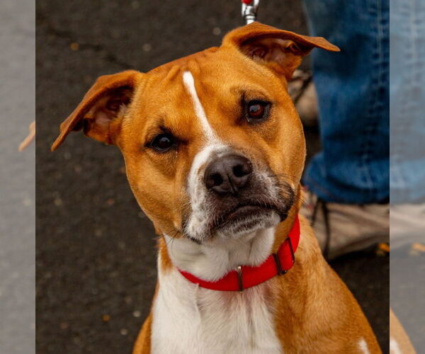 Medium Photo #4 Mutt Puppy For Sale in Canton, CT, USA