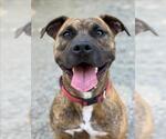 Small #5 American Pit Bull Terrier Mix