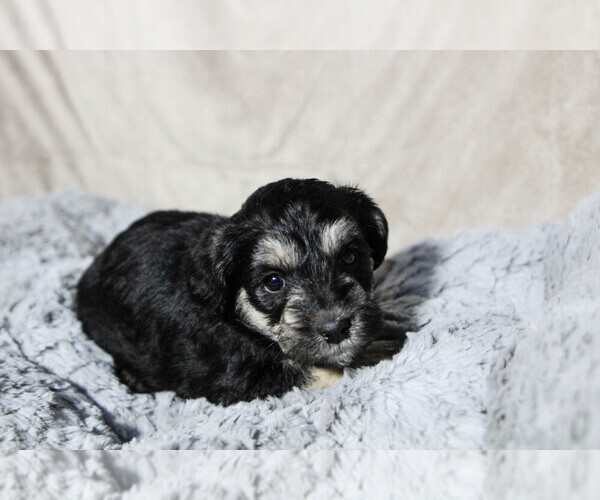 Medium Photo #1 Schnoodle (Miniature) Puppy For Sale in AURORA, CO, USA